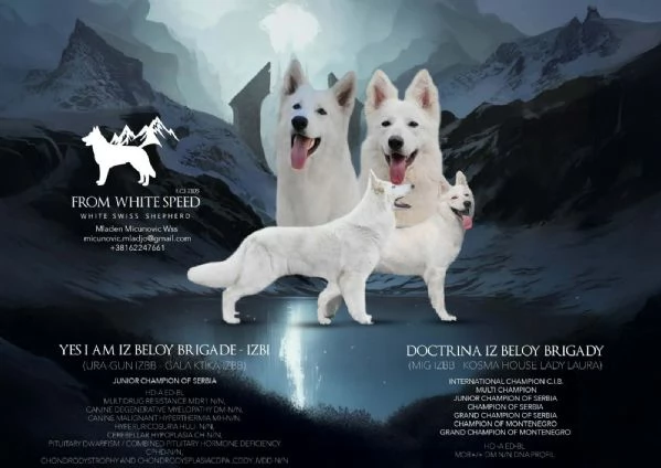 Pastore Svizzero Bianco Cuccioli