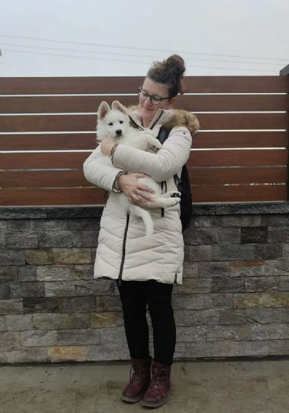 Pastore Svizzero Bianco Cuccioli | Foto 0