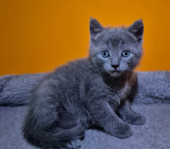 Gattini Certosino euro350