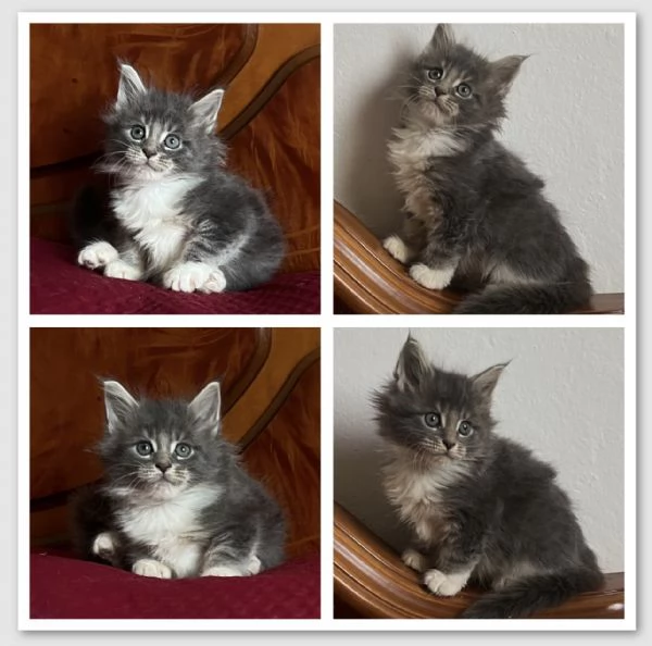 Maine Coon cuccioli