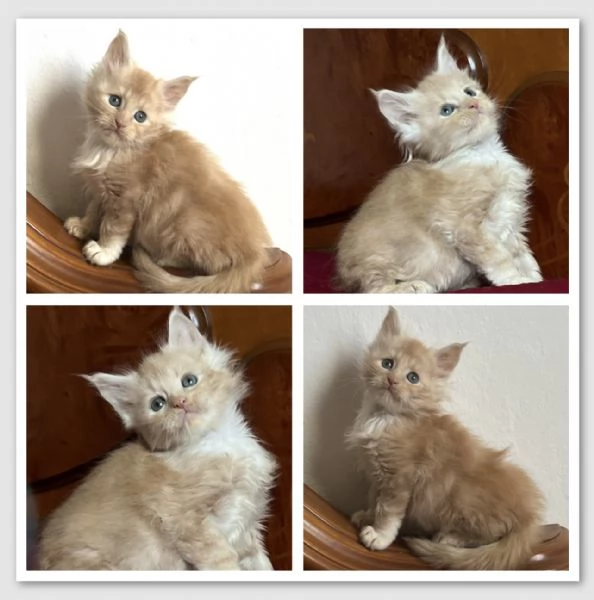 Maine Coon cuccioli | Foto 2