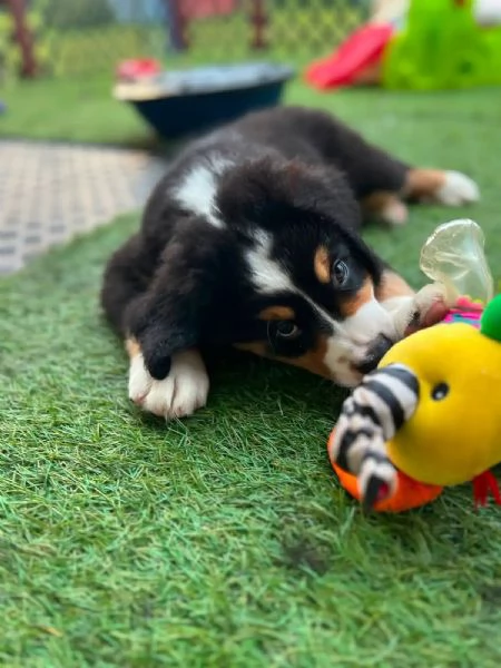 Simpatici cuccioli di montagna bernese 