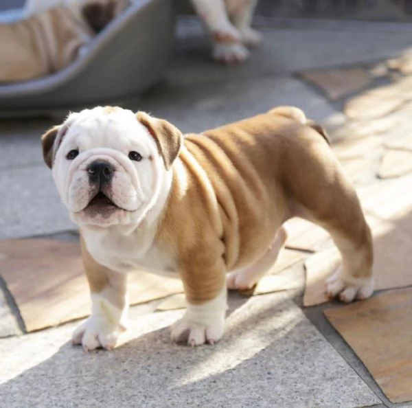 Regalo cuccioli di bulldog inglese femminucce e maschietti 