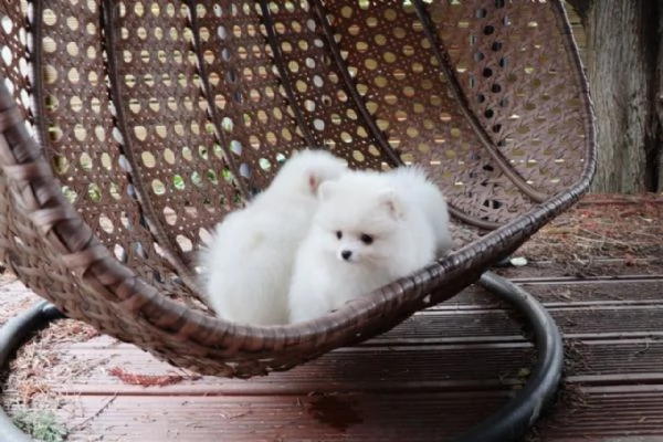 regalo Volpino Pomerania cuccioli