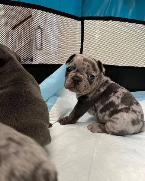 regalo Bouledogue Francese disponibili