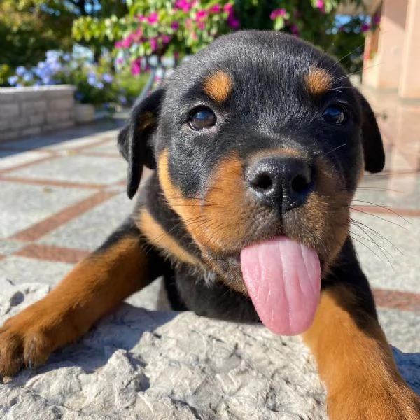 Regalo Rottweiler di 1 maschio e 2 femmina