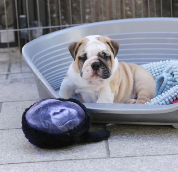 Regalo Disponibili cuccioli di Bouledogue Inglese