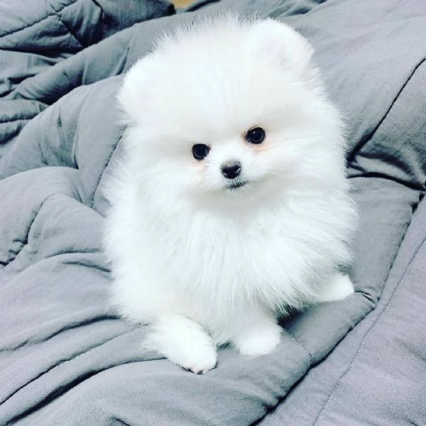 Adorabile cucciolo di pomerania per ladozione