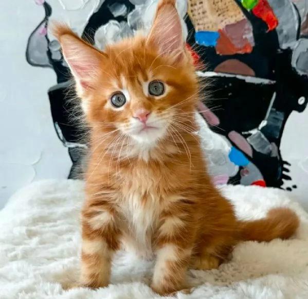 Gatti maine coon | Foto 0