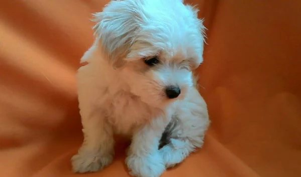Cuccioli di Maltese disponibili