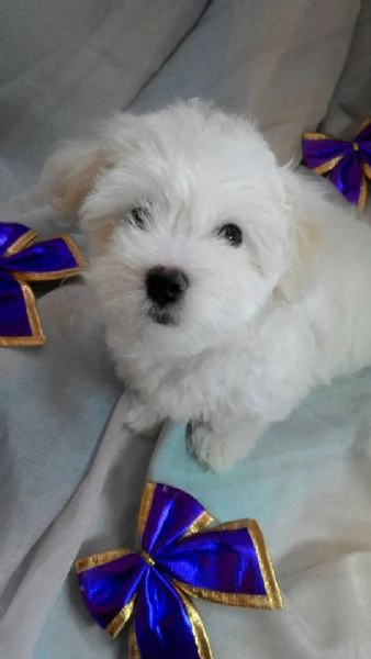 Cuccioli di Maltese disponibili | Foto 0