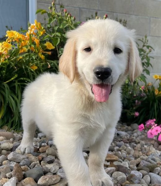Cuccioli di Golden Retriever