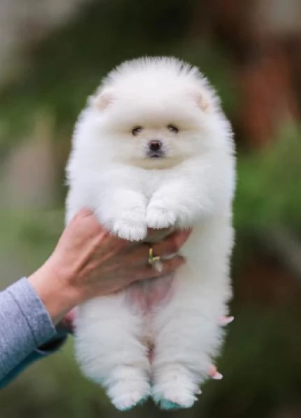 Cuccioli di POMERANIA