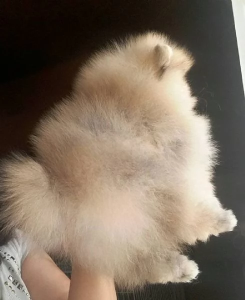 Cuccioli di POMERANIA | Foto 0