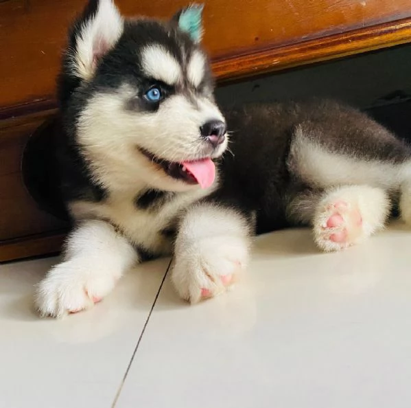 cuccioli sani di Siberian Husky