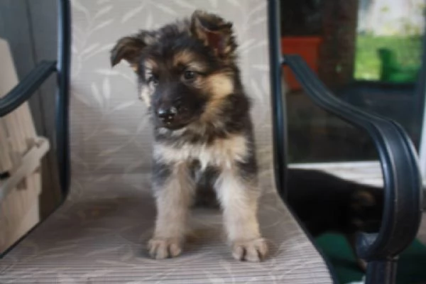 Cuccioli di Pastore Tedesco