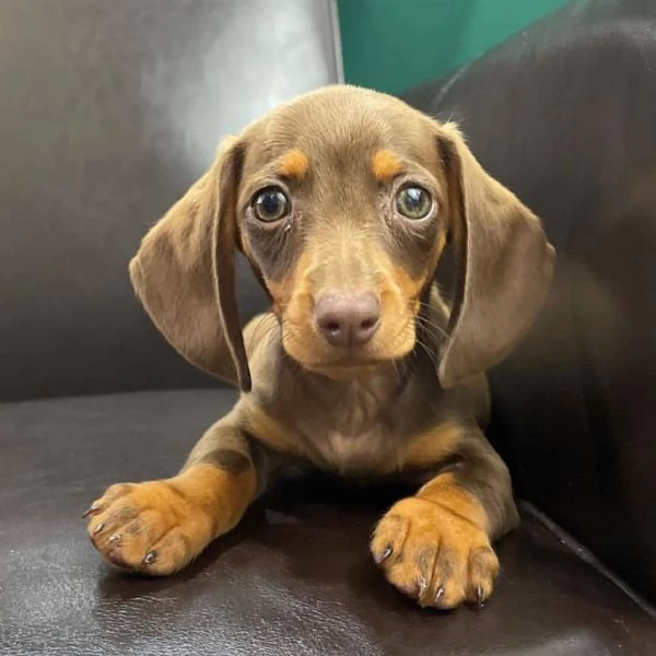 Cuccioli Di Bassotto Da Adottare