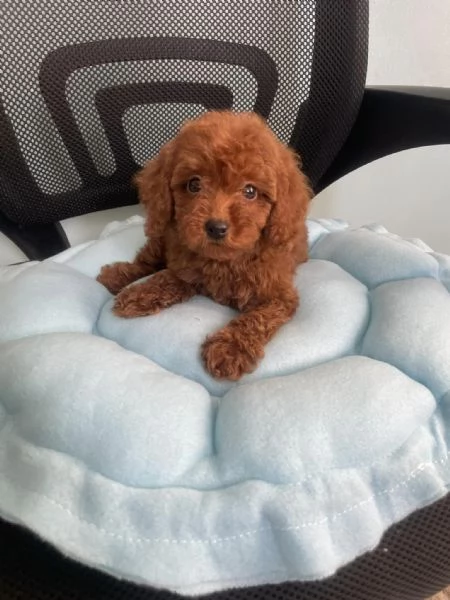 CUCCIOLI DI CANE BARBONCINO TOY