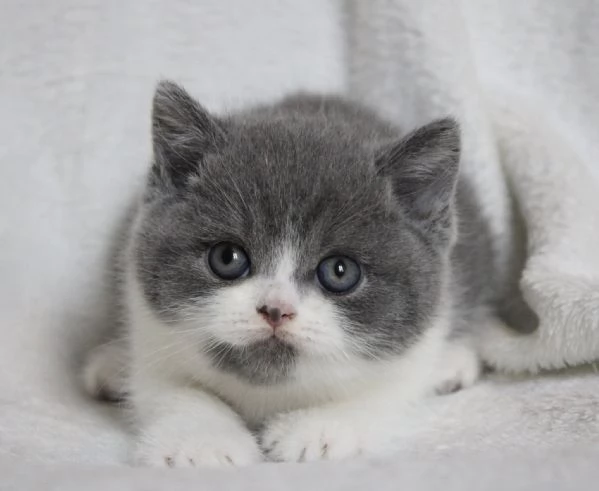 Cuccioli British shorthair | Foto 1