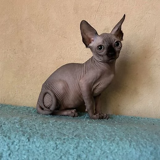 Gattini Canadian Sphynx 