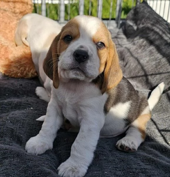 Regala due  Beagle Spettacolari maschi e femmine | Foto 2