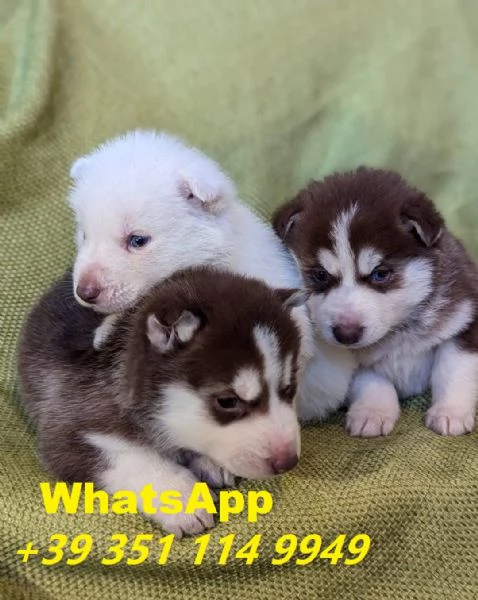 Regala due  Husky Spettacolari maschi e femmine | Foto 2