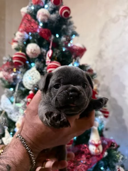 Vendo cuccioli bulldog francese 