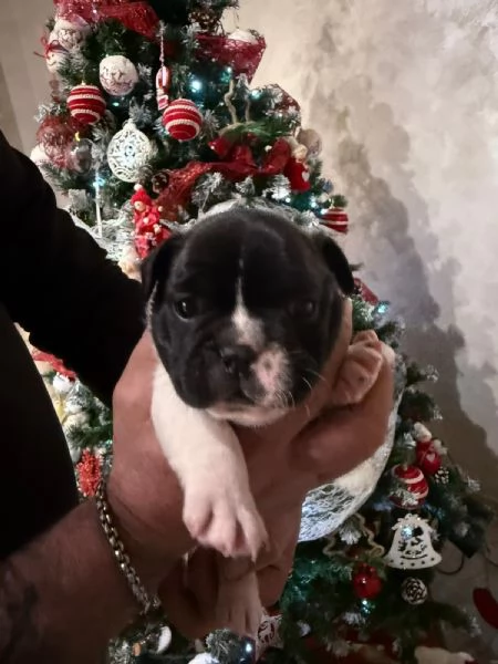 Vendo cuccioli bulldog francese  | Foto 3