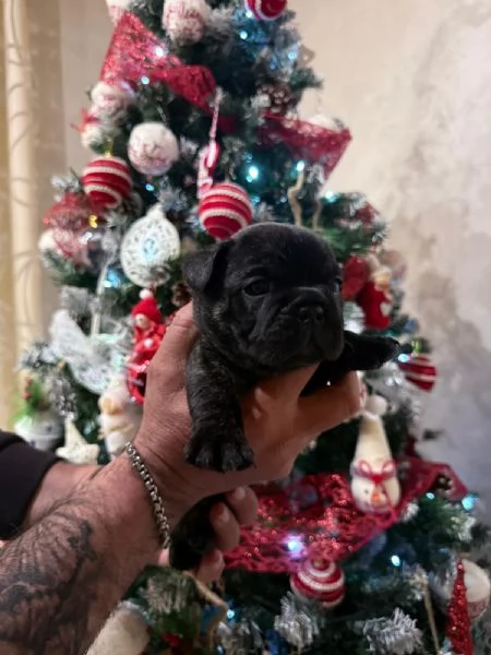 Vendo cuccioli bulldog francese  | Foto 1