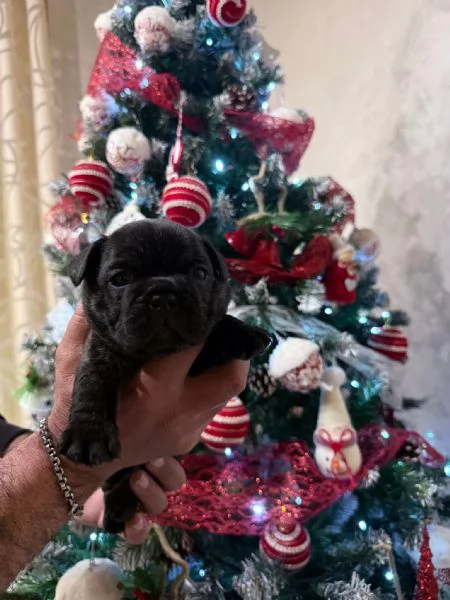 Vendo cuccioli bulldog francese  | Foto 0