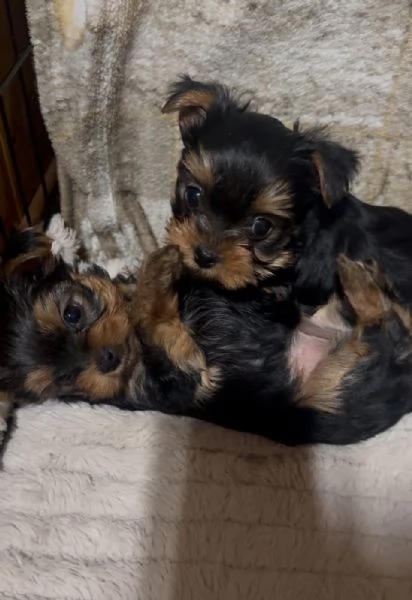 Yorkshire terrier con pedigree  | Foto 1