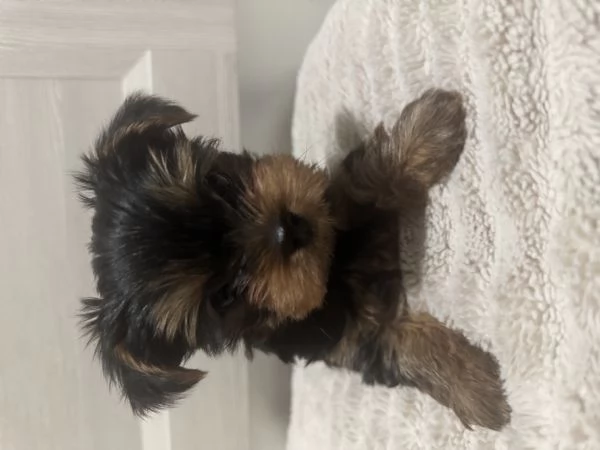 Yorkshire terrier con pedigree 