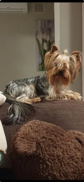 Yorkshire terrier con pedigree  | Foto 0