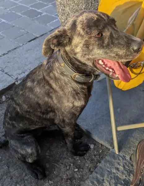 Dolce cagnolina cerca casa amorevole | Foto 2