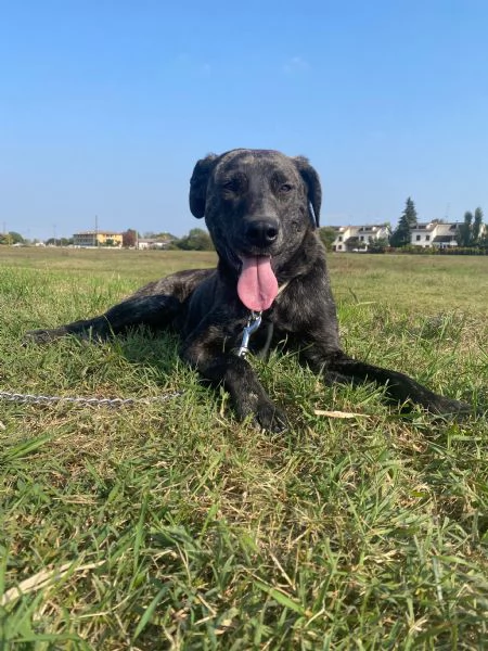 Dolce cagnolina cerca casa amorevole | Foto 1