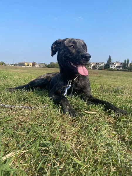 Dolce cagnolina cerca casa amorevole | Foto 0