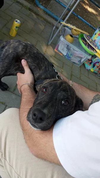 Dolce cagnolina cerca casa amorevole