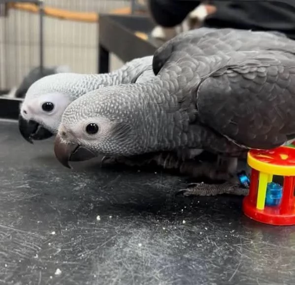 A Pair of  African Grey Parrots