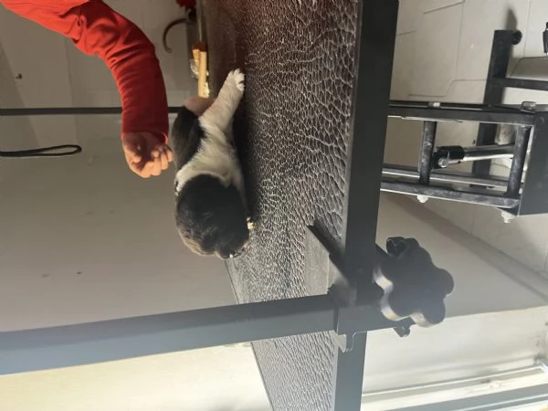 Cuccioli di Akita americano | Foto 4