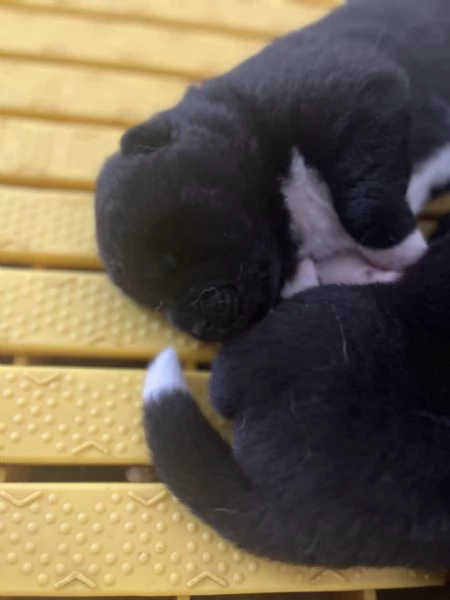 Cuccioli di Akita americano | Foto 3