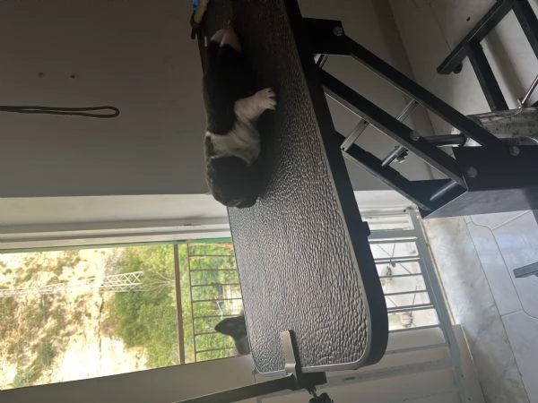 Cuccioli di Akita americano | Foto 0