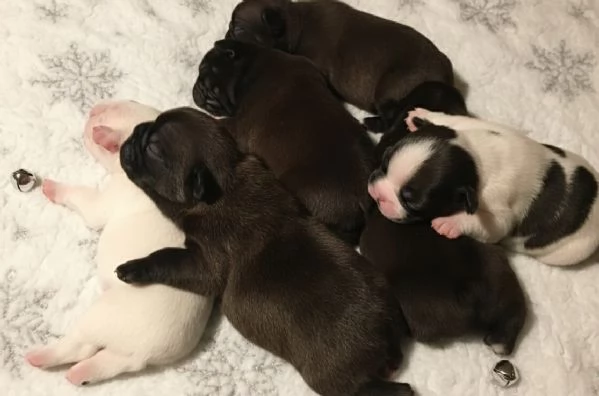 Bouledogue francese cuccioli  | Foto 3