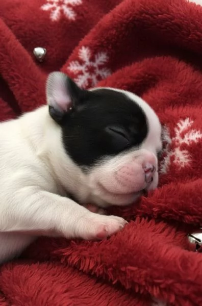 Bouledogue francese cuccioli  | Foto 2