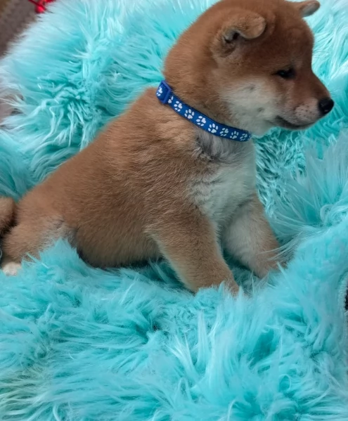 cuccioli di shiba inu mini picola  | Foto 1