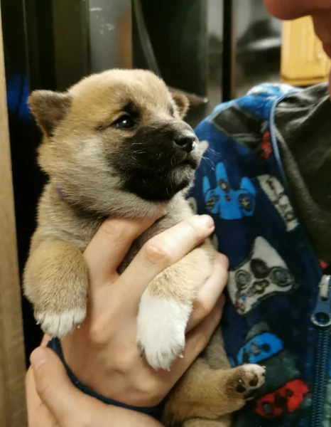 cuccioli di shiba inu mini picola  | Foto 3