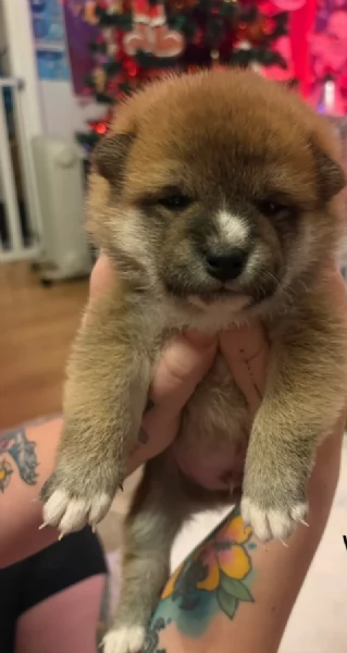 cuccioli di shiba inu mini picola  | Foto 4