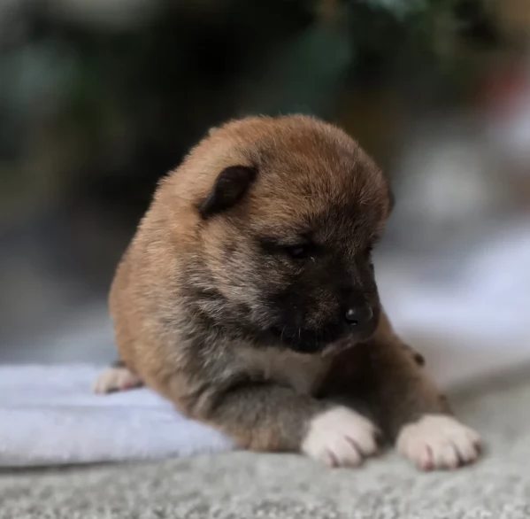 cuccioli di shiba inu mini picola  | Foto 1