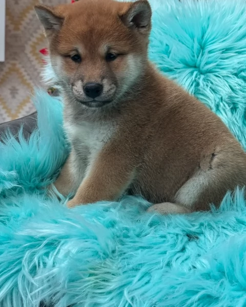 cuccioli di shiba inu mini picola 