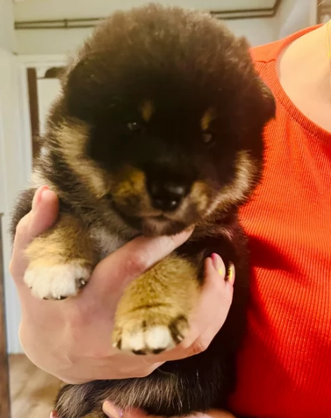 cuccioli di shiba inu mini picola  | Foto 2