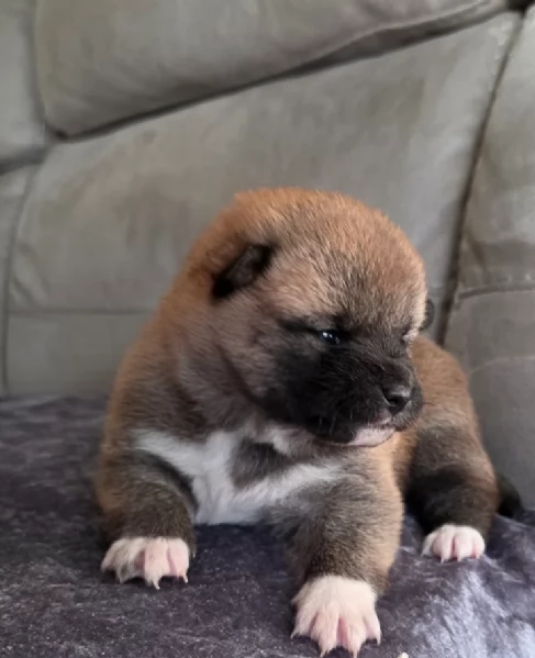 cuccioli di shiba inu mini picola  | Foto 1